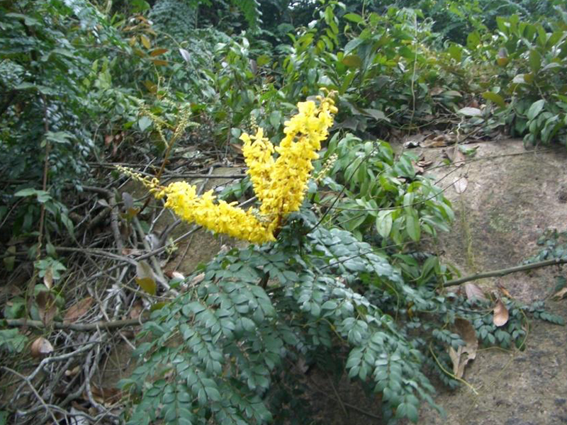 陽江抽水(shuǐ)蓄能(néng)電(diàn)站(zhàn)建設區(qū)域珍稀植物(wù)調查