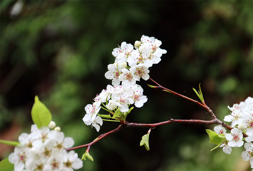 三月(yuè)萌動，薔薇新秀 | 行(xíng)走的(de)茏騰人(rén)